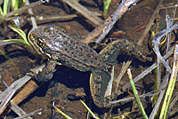 Sierra Nevada Yellow-legged Frog