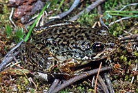 Sierra Nevada Yellow-legged Frog