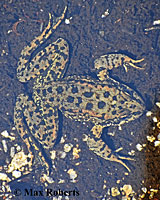 Southern Mountain Yellow-legged Frog