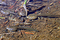 Sierra Nevada Yellow-legged Frog Tadpoles