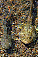 Sierra Nevada Yellow-legged Frog Tadpoles