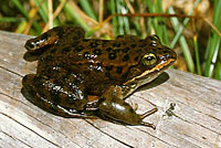 Oregon Spotted Frog