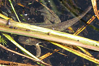 Oregon Spotted Frog tadpole