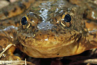 Sierra Nevada Yellow-legged Frog