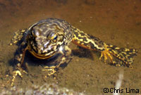 Sierra Nevada Yellow-legged Frog