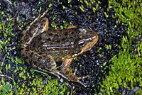 Sierra Nevada Yellow-legged Frog