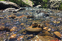 Sierra Nevada Yellow-legged Frog