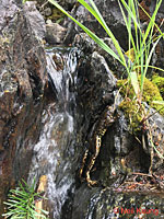 Sierra Nevada Yellow-legged Frog