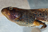 Sierra Nevada Yellow-legged Frog Tadpole