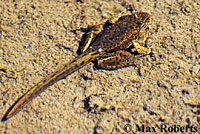 Sierra Nevada Yellow-legged Frog Tadpole