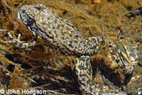 Sierra Nevada Yellow-legged Frog