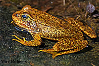 Sierra Nevada Yellow-legged Frog