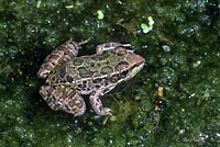 Lowland Leopard Frog