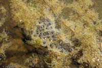 Western Spadefoot Eggs