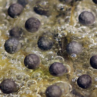 Western Spadefoot Eggs