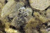 Western Spadefoot Eggs