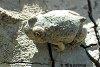 Western Spadefoot Tadpoles
