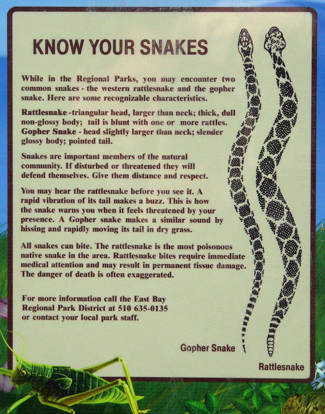 Pet Gopher Snake