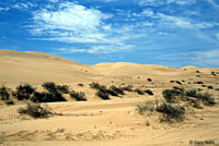 Northern Desert Iguana Habitat