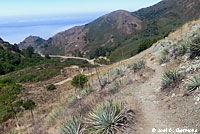San Joaquin Coachwhip Habitat