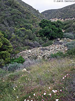 San Joaquin Coachwhip Habitat