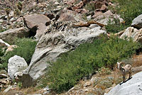 Granite Spiny Lizard Habitat