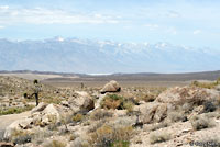 Great Basin Collared Lizard Habitat