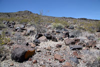 Great Basin Collared Lizard Habitat