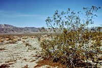 Northern Desert Iguana Habitat