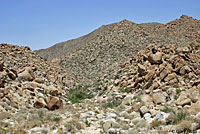 Northern Desert Nightsnake Habitat