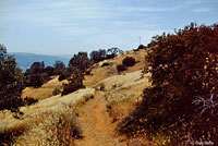 California Whiptail Habitat