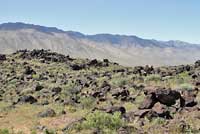 Great Basin Collared Lizard Habitat