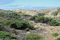 Great Basin Fence Lizard Habitat