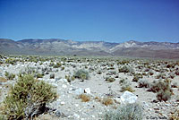 Mohave Patch-nosed Snake Habitat
