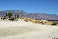 Colorado Desert Fringe-toed Lizard Habitat