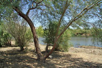 Colorado River Tree Lizard Habitat
