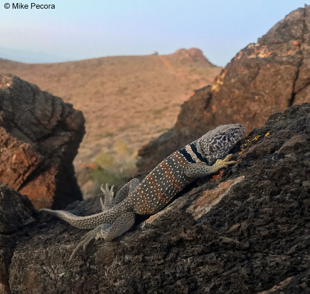 Great Basin Collared Lizard Crotaphytus bicinctores