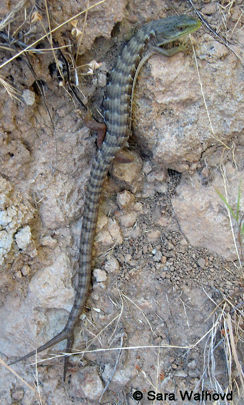 http://www.californiaherps.com/lizards/images/elgariatailsw910.jpg