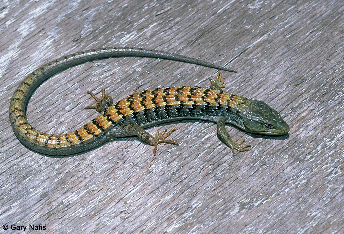 California Lizards
