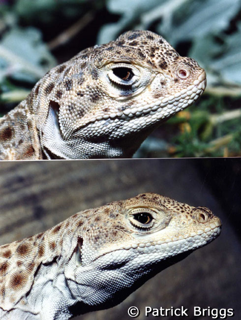 blunt nosed leopard lizard