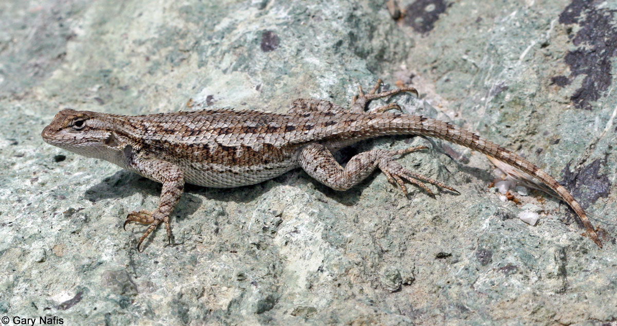 Commonly Encountered California Lizards