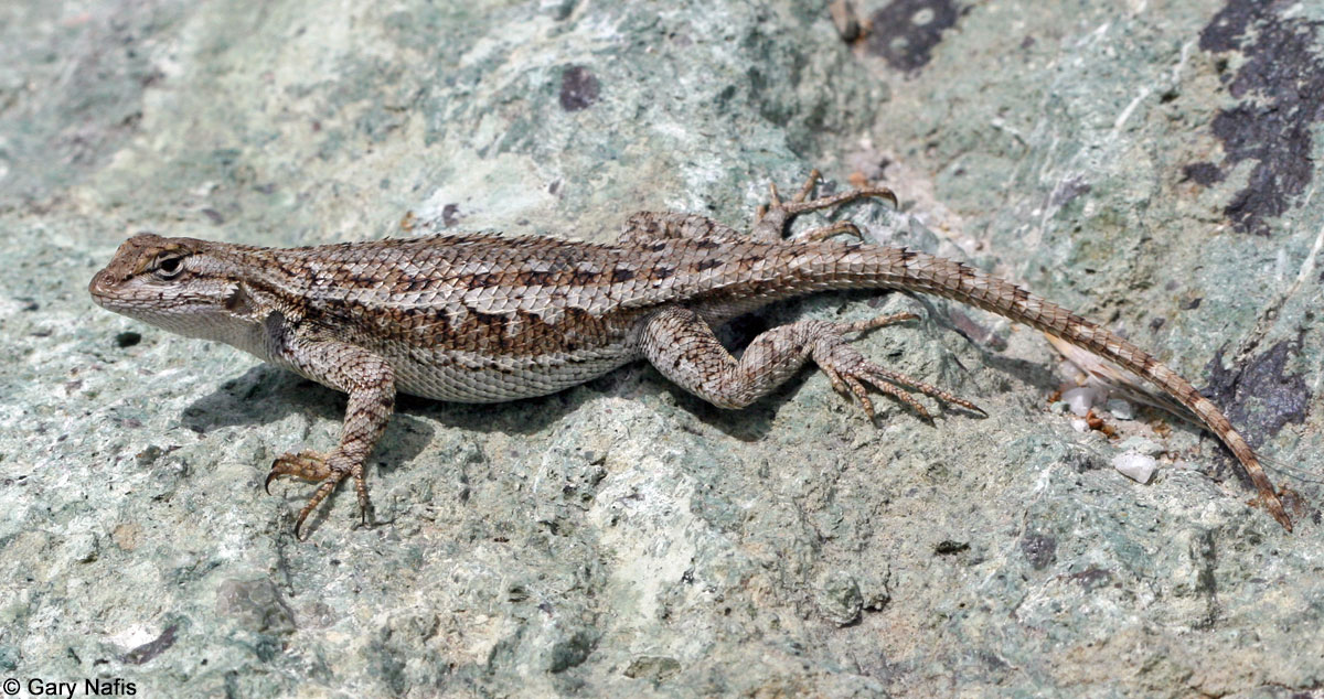 Pin By Sin Anderson On Reference Lizard Species Reptiles And 