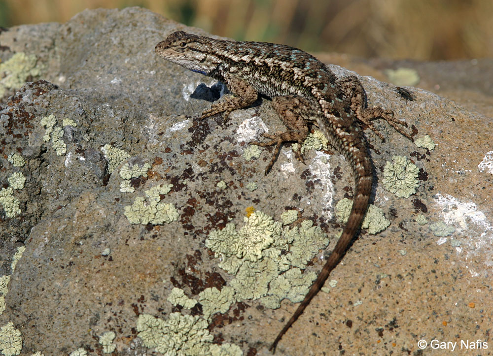 Common Side-blotched Lizards - Uta stansburiana