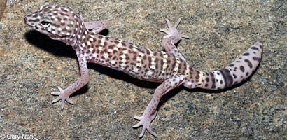 Peninsular Banded Gecko