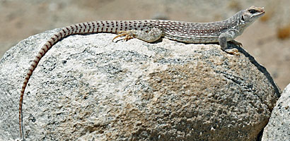 Northern Desert Iguana