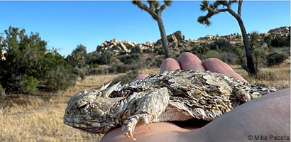 Great Basin Collared Lizard