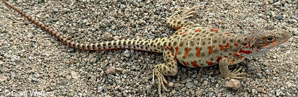 Long-nosed Leopard Lizard