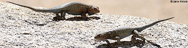 Southern Sagebrush Lizard