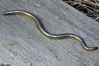 California Legless Lizard