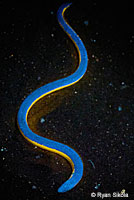 California Legless Lizard